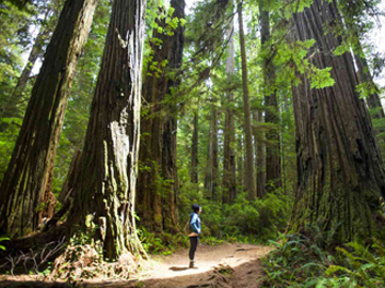 Redwood National and State Parks