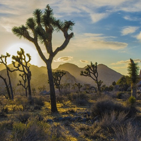 Joshua Tree